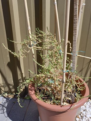 IMG20240331122106.jpg IMG20240331122106.jpg