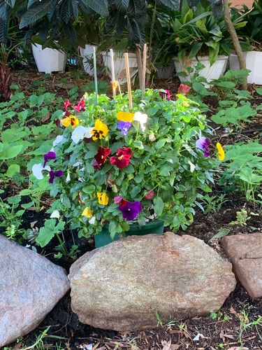 ABFDCA93-1EE8-4862-B691-2595FCF62AA4.jpeg ABFDCA93-1EE8-4862-B691-2595FCF62AA4.jpeg