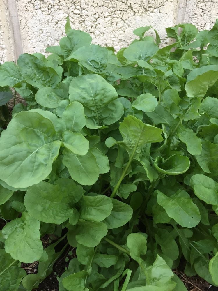 99405FDA-FFDE-4590-8DBA-94AB9CF0F523.jpeg 99405FDA-FFDE-4590-8DBA-94AB9CF0F523.jpeg