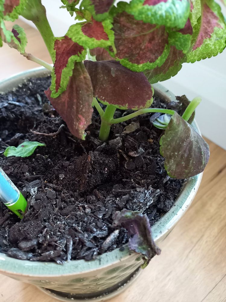 Coleus 3.jpg Coleus 3.jpg