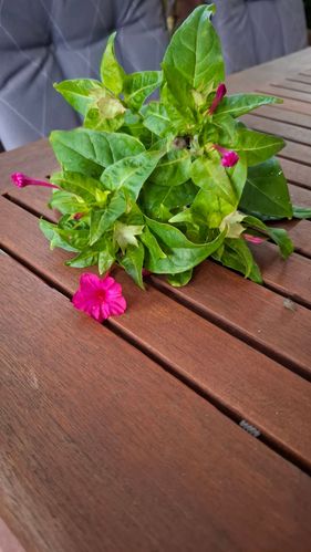 20250506_172821.jpg 20250506_172821.jpg