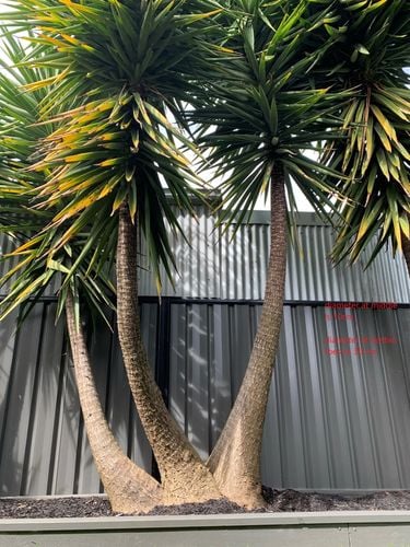 YukkaTree.jpg YukkaTree.jpg