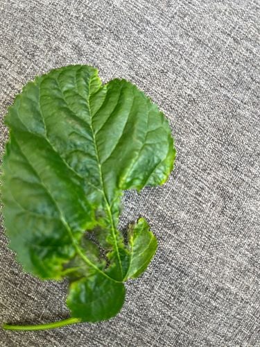 IMG_0479.jpeg IMG_0479.jpeg