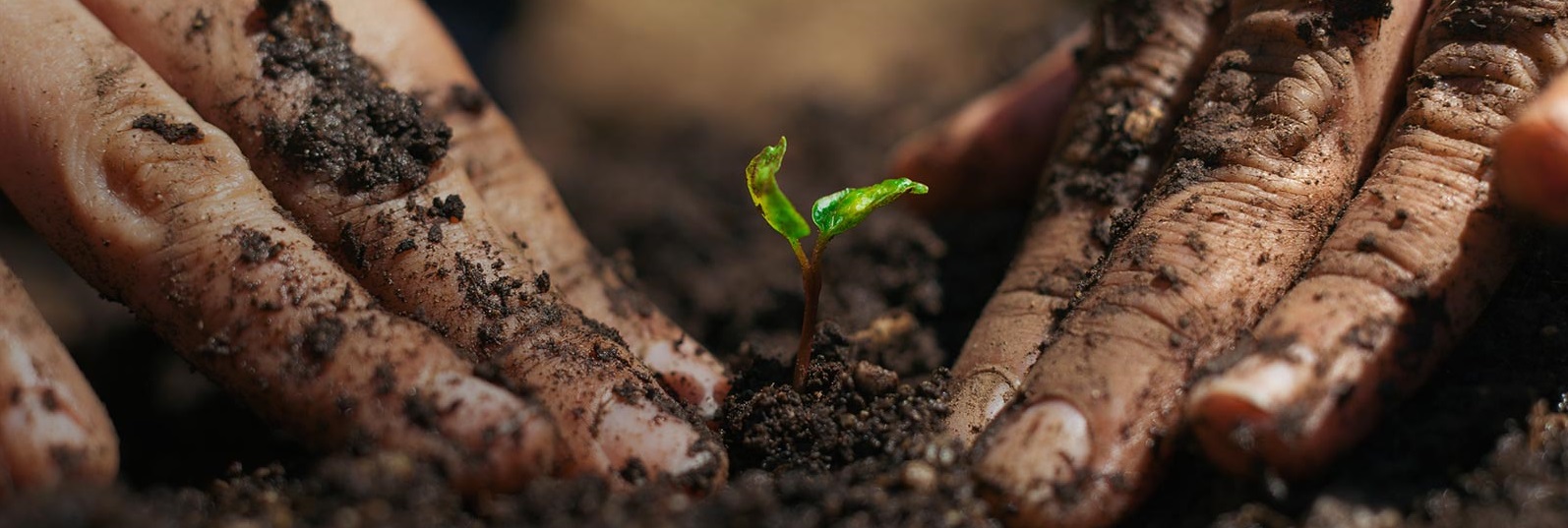 PlantingBaby.jpg PlantingBaby.jpg