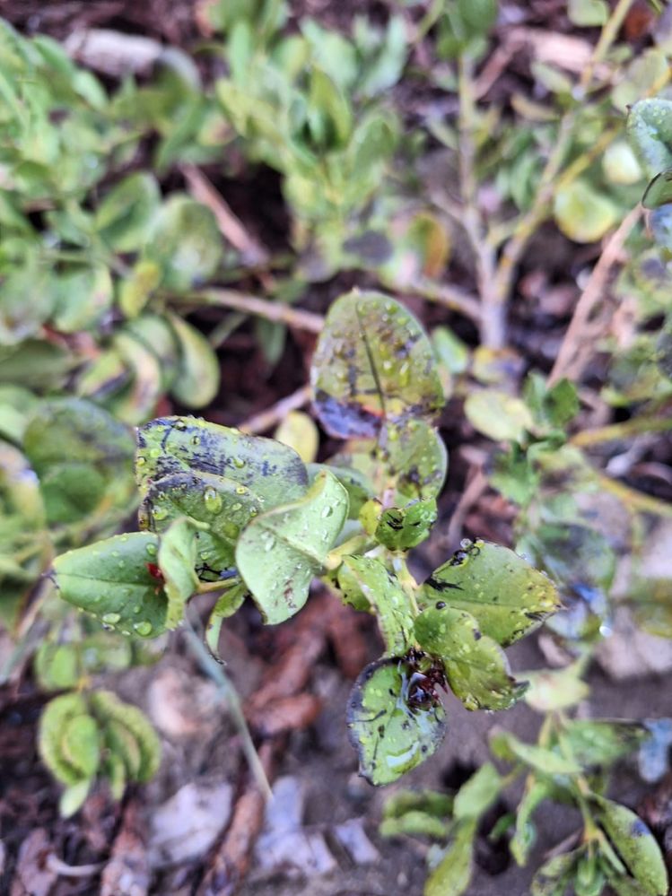 WhatsApp Image 2025-02-16 at 06.22.09_aeead03b.jpg WhatsApp Image 2025-02-16 at 06.22.09_aeead03b.jpg