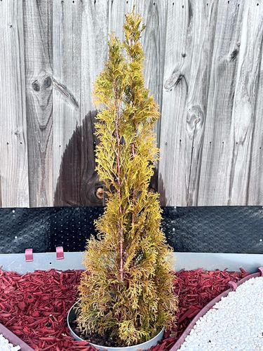 IMG_6629.jpeg IMG_6629.jpeg