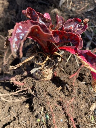 IMG_3390.jpeg IMG_3390.jpeg