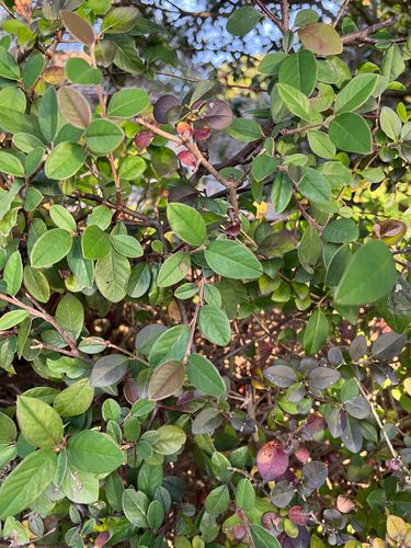 42AD3349-2272-43DC-B16A-3BBA1041E1DC.jpeg 42AD3349-2272-43DC-B16A-3BBA1041E1DC.jpeg