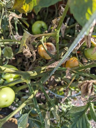 1000033175.jpg 1000033175.jpg