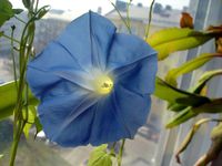 Morning_Glory_Flower.jpg Morning_Glory_Flower.jpg