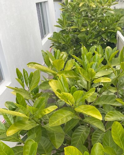 79C9B71C-F736-4EF6-84B7-E8F1EB9442D8.jpeg 79C9B71C-F736-4EF6-84B7-E8F1EB9442D8.jpeg