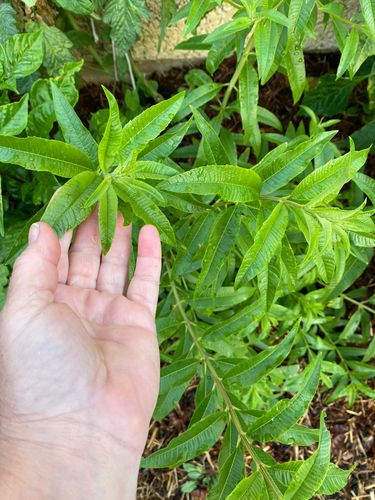 B1A271B9-44A3-47E0-950C-039329400E7A.jpeg B1A271B9-44A3-47E0-950C-039329400E7A.jpeg