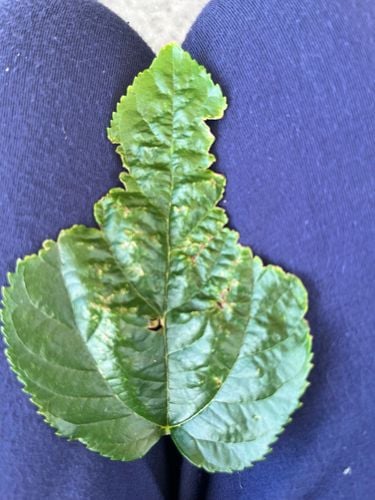 IMG_0477.jpeg IMG_0477.jpeg