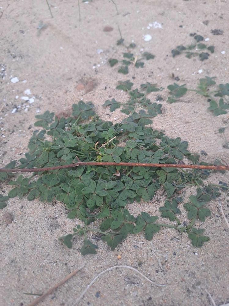 441454908_829472199075541_6151632747466947074_n.jpg 441454908_829472199075541_6151632747466947074_n.jpg