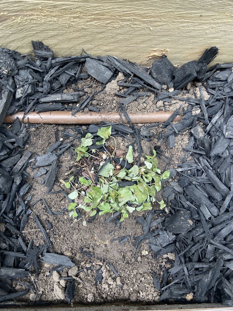 IMG_8807.jpg IMG_8807.jpg