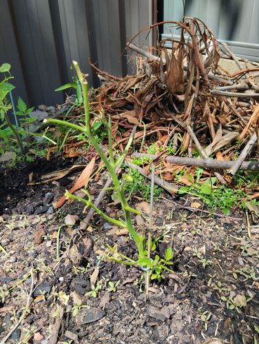 IMG_20231011_132316.jpg IMG_20231011_132316.jpg