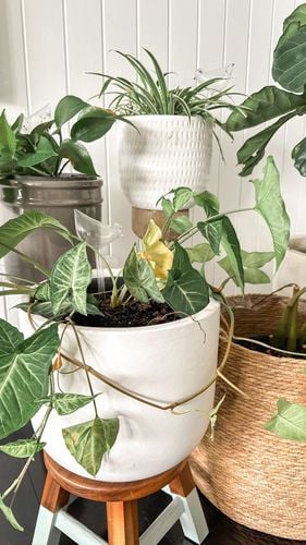 IMG_5244_jpg.jpg IMG_5244_jpg.jpg