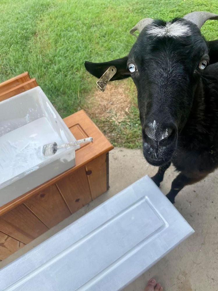curious-goat-supervises-painting.jpeg curious-goat-supervises-painting.jpeg