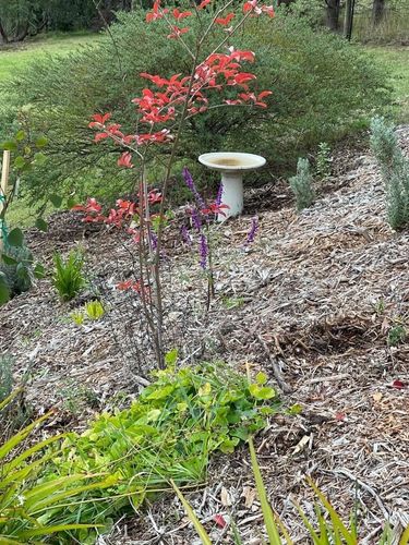 FA786276-CE4B-4CFD-BEA1-BCBB8E89F0E1.jpeg FA786276-CE4B-4CFD-BEA1-BCBB8E89F0E1.jpeg