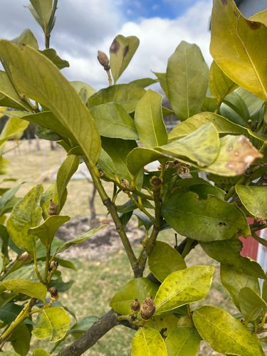 IMG_3375.jpeg IMG_3375.jpeg