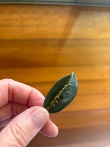 IMG_4013.jpeg IMG_4013.jpeg