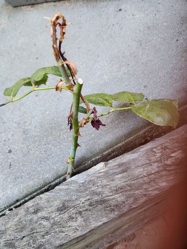 1000039716.jpg 1000039716.jpg