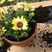 4.2 Add fresh potting mix around the perimeter.JPG 4.2 Add fresh potting mix around the perimeter.JPG