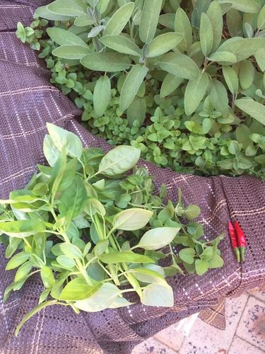 E286EB7C-3972-42E7-AA2E-21F2E61EA0AD.jpeg E286EB7C-3972-42E7-AA2E-21F2E61EA0AD.jpeg