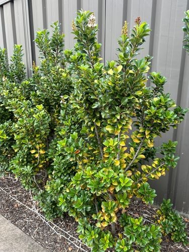 IMG_8635.jpeg IMG_8635.jpeg