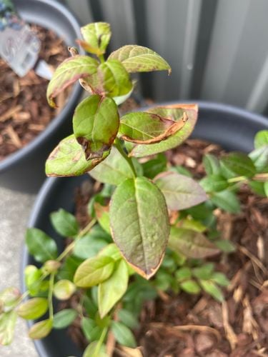 IMG_7898.jpeg IMG_7898.jpeg