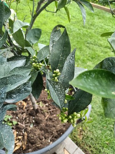 IMG20240825102312.jpg IMG20240825102312.jpg