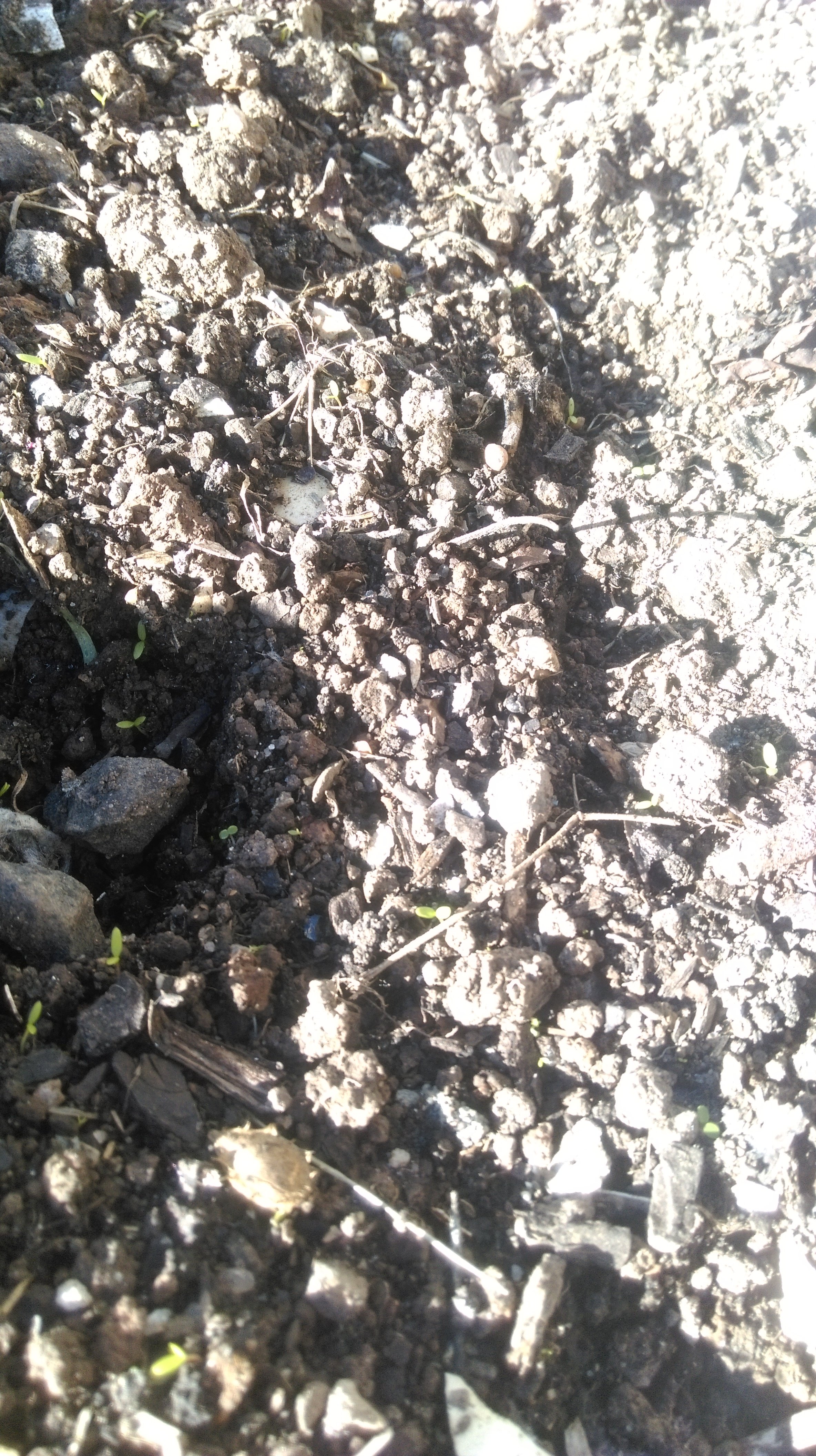 Ittybitty2.jpg Ittybitty2.jpg