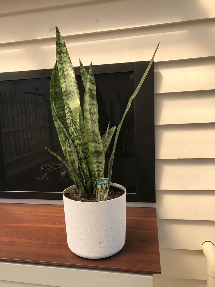 IMG_8198.JPG IMG_8198.JPG