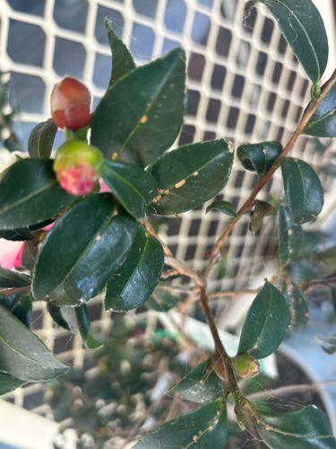 IMG_4015.jpeg IMG_4015.jpeg