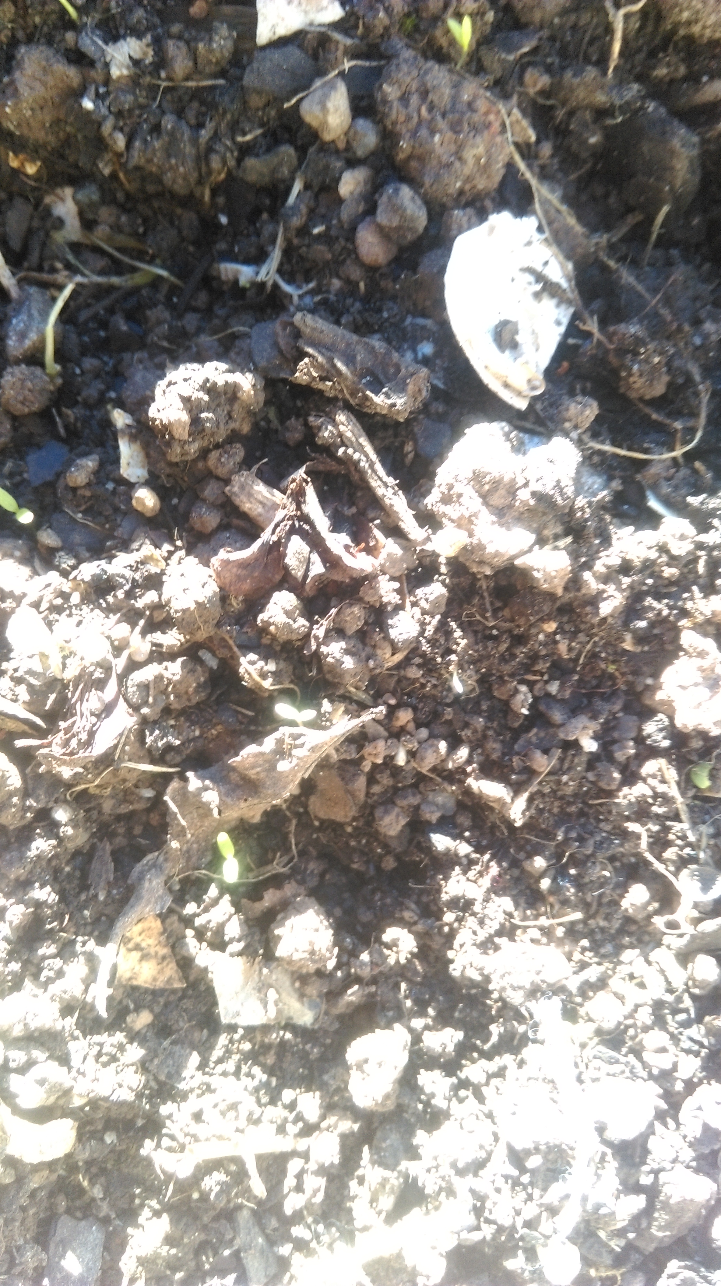 Ittybitty1.jpg Ittybitty1.jpg