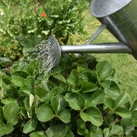 5.2 Applying liquid fertiliser.jpg 5.2 Applying liquid fertiliser.jpg