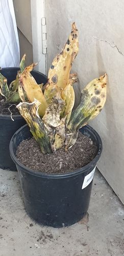 20240804_084431.jpg 20240804_084431.jpg