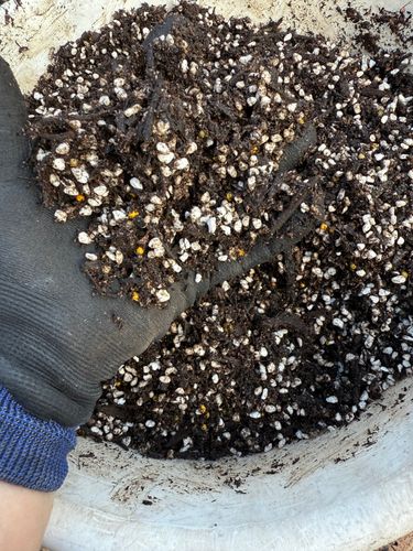 IMG_1238.jpeg IMG_1238.jpeg