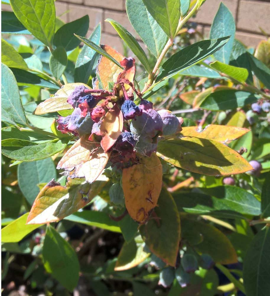 Nellie Kellie 3.jpg Nellie Kellie 3.jpg