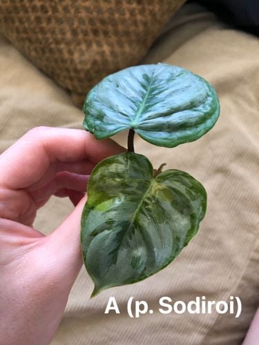 5EBF77F7-55BA-4F95-A5BF-7C1CB4D433A0.jpeg 5EBF77F7-55BA-4F95-A5BF-7C1CB4D433A0.jpeg