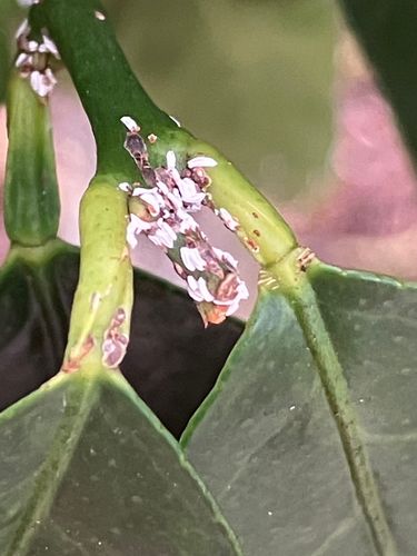 IMG_9411.jpeg IMG_9411.jpeg