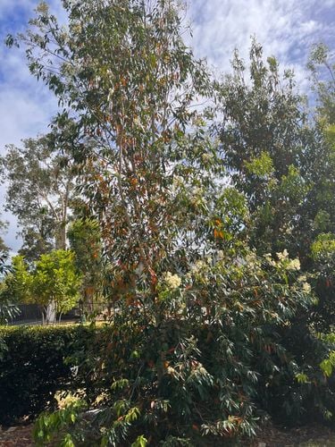 C27BB342-722F-4F8E-A8F0-0222A7E974B6.jpeg C27BB342-722F-4F8E-A8F0-0222A7E974B6.jpeg