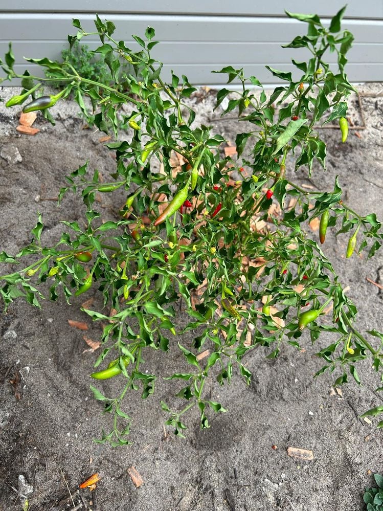 394e3d20-fbc1-40d3-9dd6-7a1ab755bd8a.jpeg 394e3d20-fbc1-40d3-9dd6-7a1ab755bd8a.jpeg