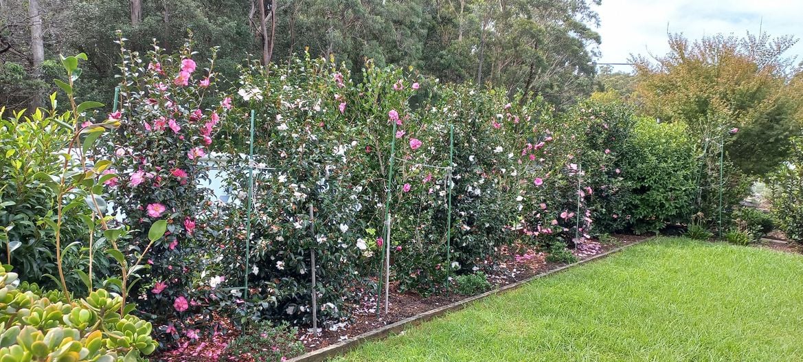 Hedging plants.jpg Hedging plants.jpg