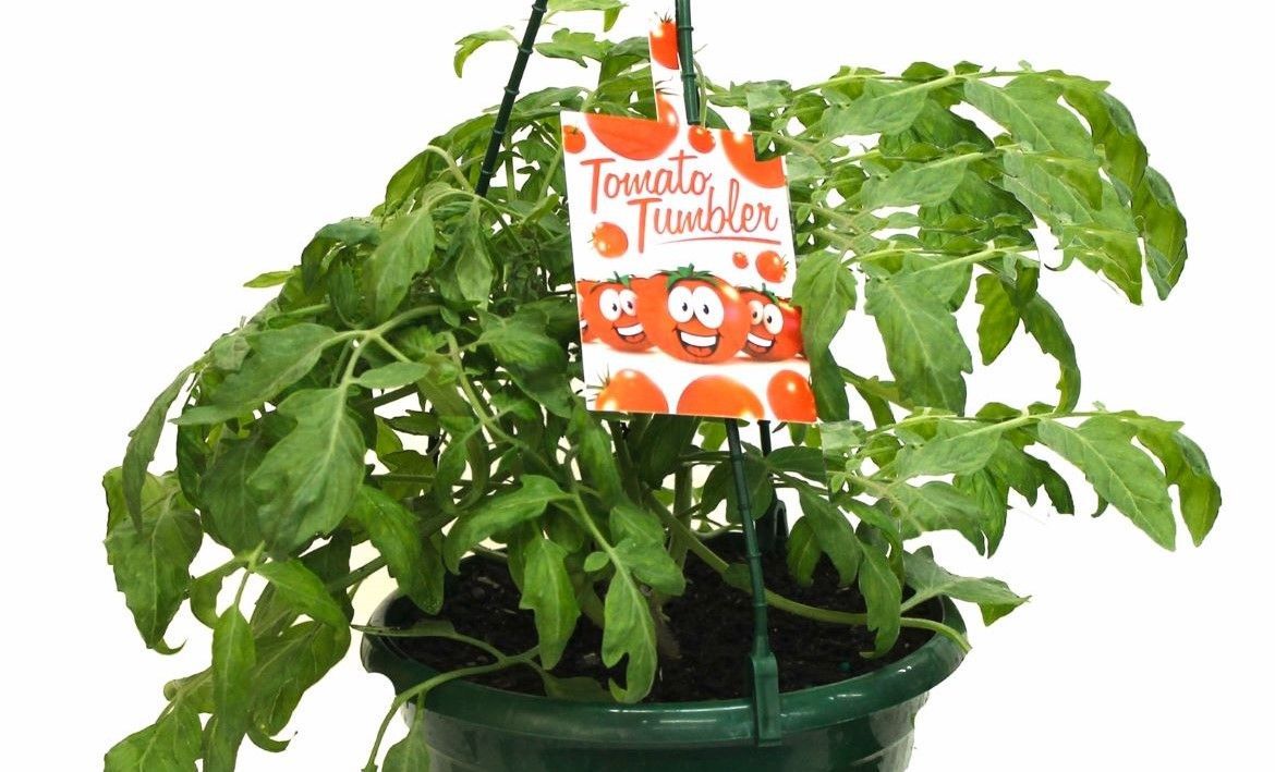 Tomatoes in hanging baskets.jpg Tomatoes in hanging baskets.jpg