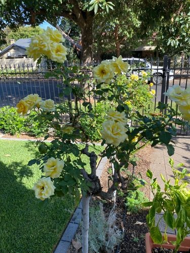 IMG_2068.jpeg IMG_2068.jpeg