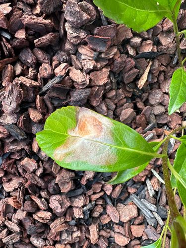 48C36CB9-6F1D-4E5B-AE13-696F0235A776.jpeg 48C36CB9-6F1D-4E5B-AE13-696F0235A776.jpeg