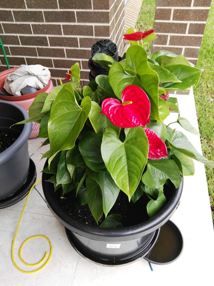 anthurium.jpg anthurium.jpg