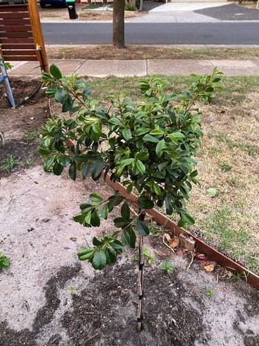 E14FDD32-4AD5-42AE-98ED-83D20AAE8C7C.jpeg E14FDD32-4AD5-42AE-98ED-83D20AAE8C7C.jpeg