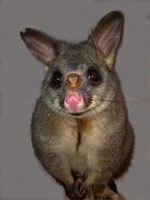 Brushtail_possum_exudative_dermatitis.jpg Brushtail_possum_exudative_dermatitis.jpg